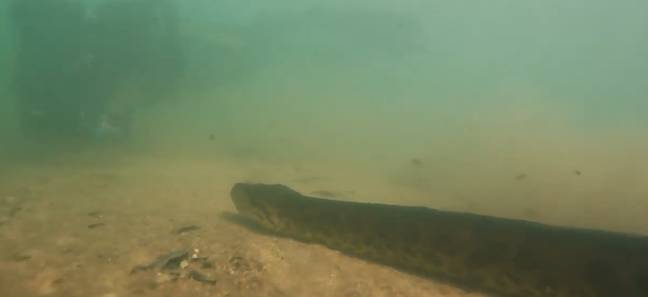 The huge snake was filmed in a river in Brazil. Credit: Newsflare 