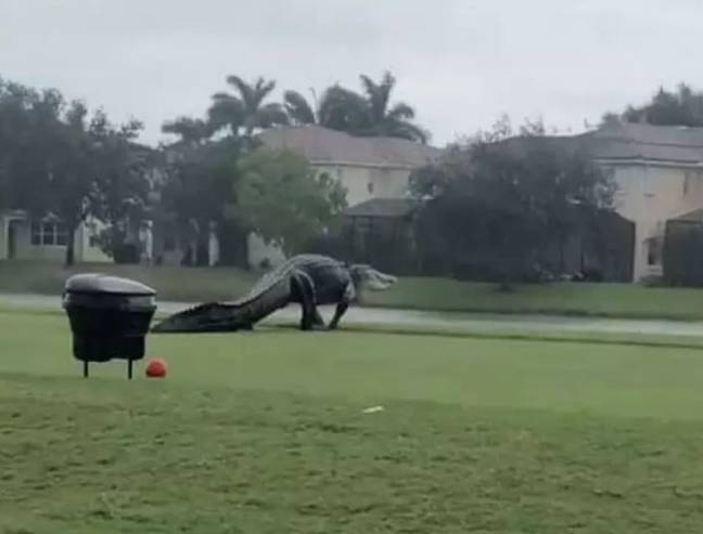A monster gator was spotted strolling across a Florida golf course. Credit: NBC2