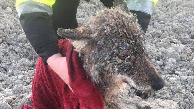 Workers in Estonia rescued a 'dog' that turned out to be a wolf. Credit: EUPA