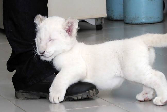 Nieve the white lion cub is reported to be healthy with a 'bright and playful' attitude. Credit: CEN