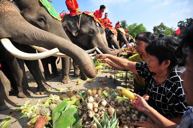 People feed elephants in Thailand on National Elephant Day. Credit: PA