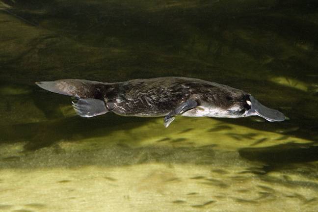 Platypus swimming. Credit: PA