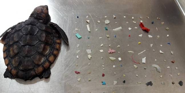 A tiny turtle has been found dead with 104 pieces of plastic in its intestines. Credit: Gumbo Limbo Nature Center