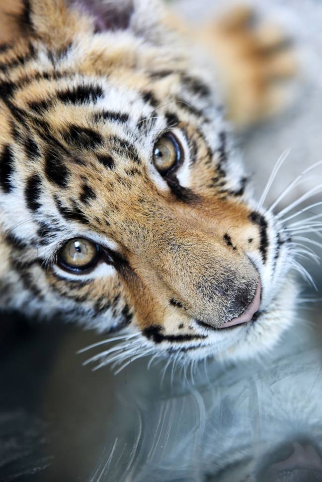Tiger farms are driving a black market where the animals are bred for parts. Credit: PA