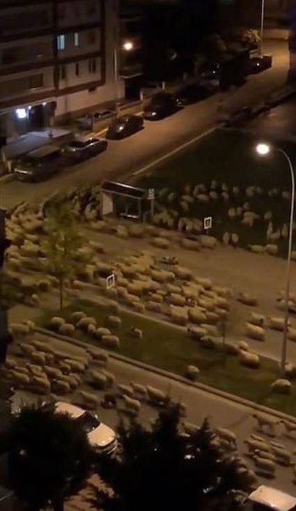 The flock took over the streets of Samson in Turkey. Credit: Twitter/@munsifmey