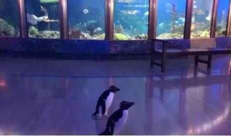 Penguins in the US were allowed to stroll around an aquarium earlier this year. Credit: Shedd Aquarium
