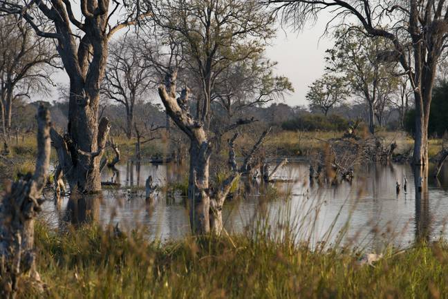 The Okavango Delta - a similar climate to what the first humans would have lived in. Credit: PA