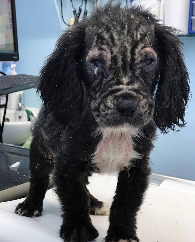 The pup needed weeks of treatment. Credit: Sussex Police