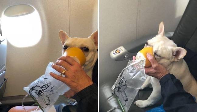 Darcy the French Bulldog was given oxygen by Jetblue staff when she developed breathing problems. (Credit: Michele Burt)