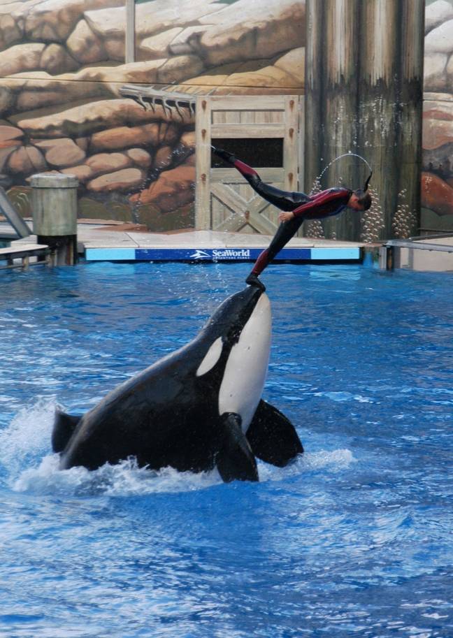 TripAdvisor said they want companies to stop forcing animals to perform tricks. Credit: PA