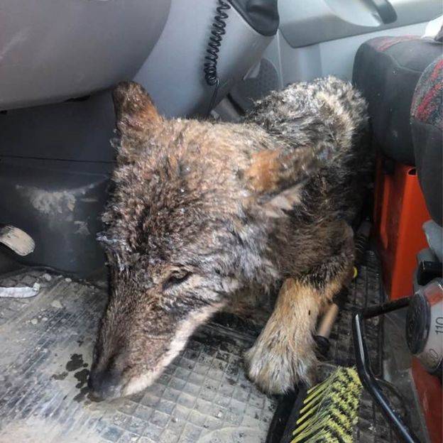 Vets treated the wolf and re-released it into the wild. Credit: EUPA