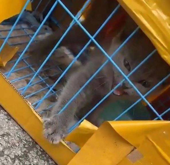 Around 50 animals were saved. Credit: Weibo