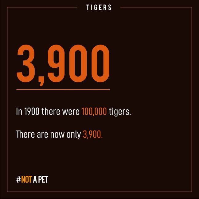 The number of tigers in the wild has plummeted. Credit: WaterBear