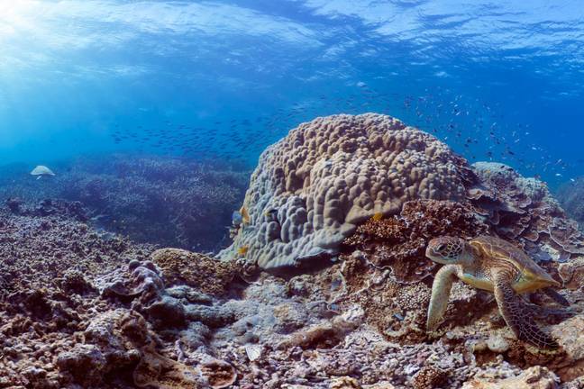 The Great Barrier Reef Marine Park Authority (GBRMPA) has stood up to its boss. Credit: The Ocean Agency / Xl Catlin Seaview Survey