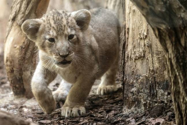 A lion cub. Credit: PA
