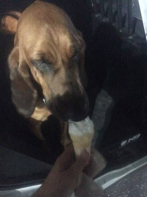 K9 Ally gets an ice-cream