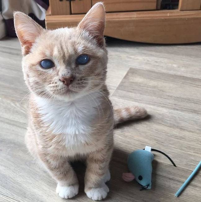 Munchie, the adorable tiny, cloudy-eyed cat. Credit: Instagram/minature_munchie