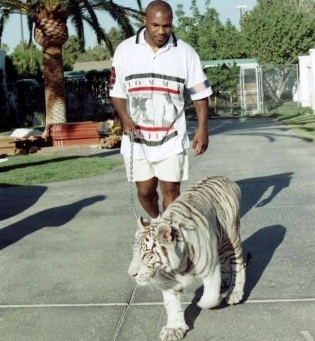 Mike Tyson Explains Why He Got The Tigers. Credit: Mike Tyson/Instagram