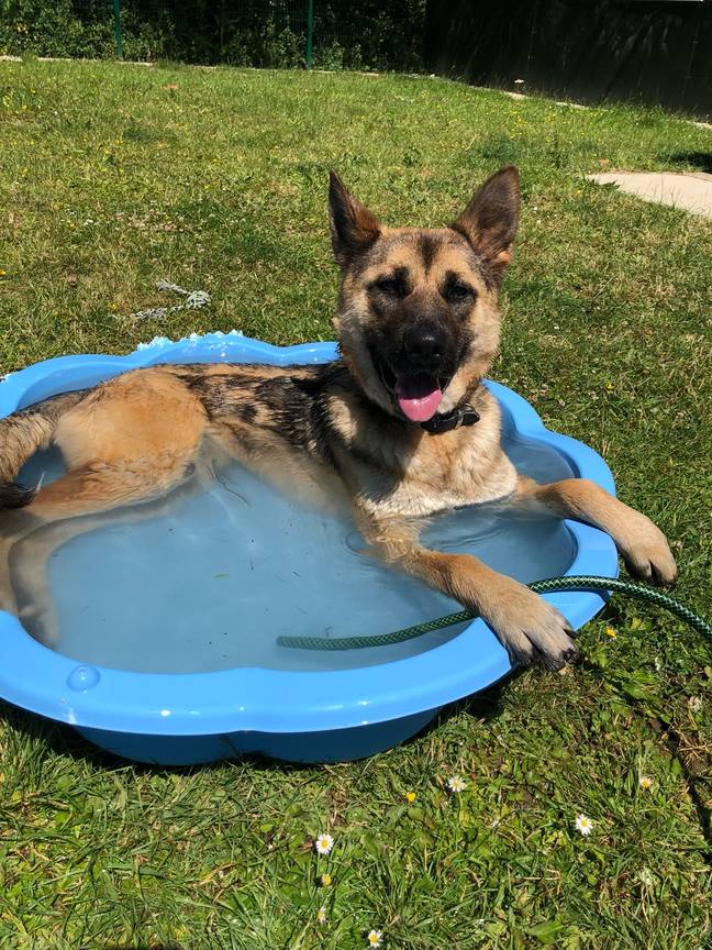 A dog enjoys a paddle at the RSPCA Block Fen Animal Centre in Cambridgeshire. Credit: RSPCA