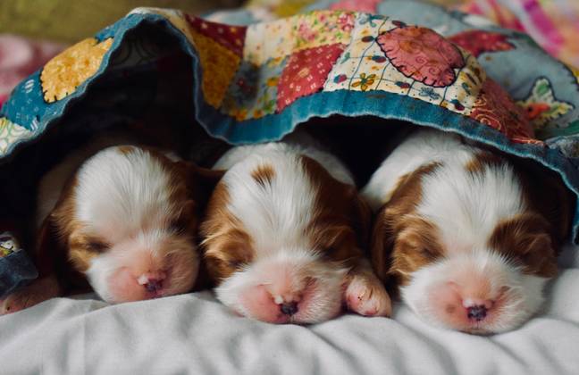 Those who take part in the puppy study can get paid £20 an hour (Credit: Unsplash)