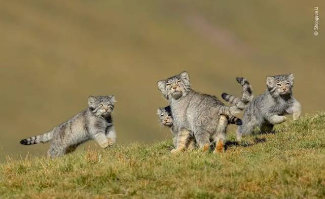 Shanyuan Li's 'When Mother Says Run' (Credit: Wildlife Photographer of the Year)