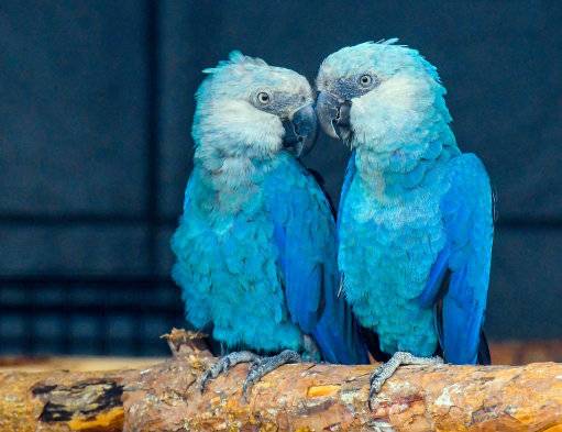 The Spix's Macaw was also declared extinct despite finding fame in 2011 film Rio. (Credit: PA)