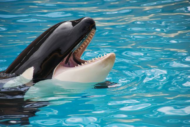 Dolphins and orcas will not be allowed to be brought in or bred in France's marine centres, effective immediately (Credit: Pexels)