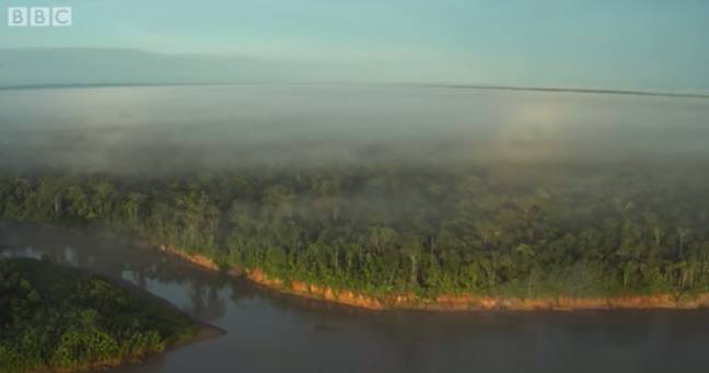 David Attenborough warned that the Amazon Rainforest is 'vanishing' (Credit: BBC)