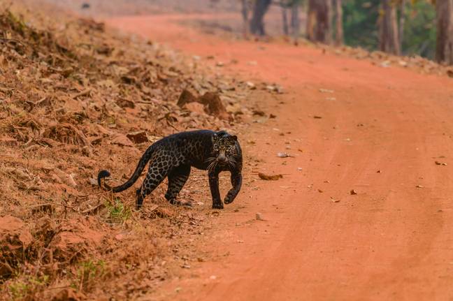 The leopard can be seen crossing a safari way and then staring straight at the camera (Credit: Caters)