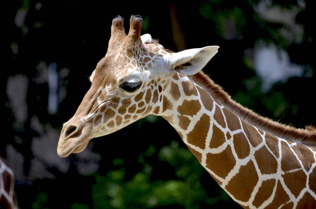 Giraffes have been moved from the list of 'Least Concern' to 'Vulnerable'. (Credit: Pexels)