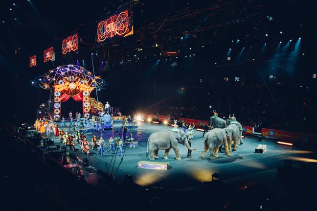 Wild animals will be banned from ravelling circuses (Credit: Unsplash)