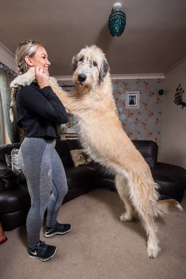 The breed is on average the tallest dog in the world (Credit: Caters)