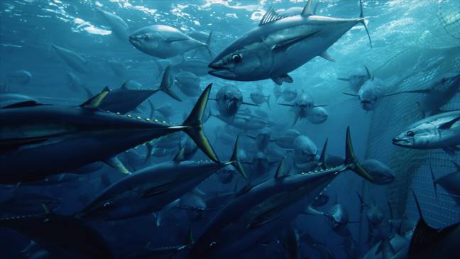 One of the issues raised was over dolphin safe tuna (Credit: Netflix)
