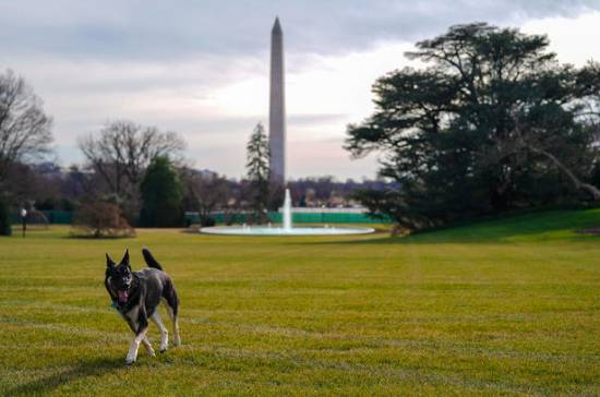 Major is the first shelter dog in the White House (Credit: White House Photo)