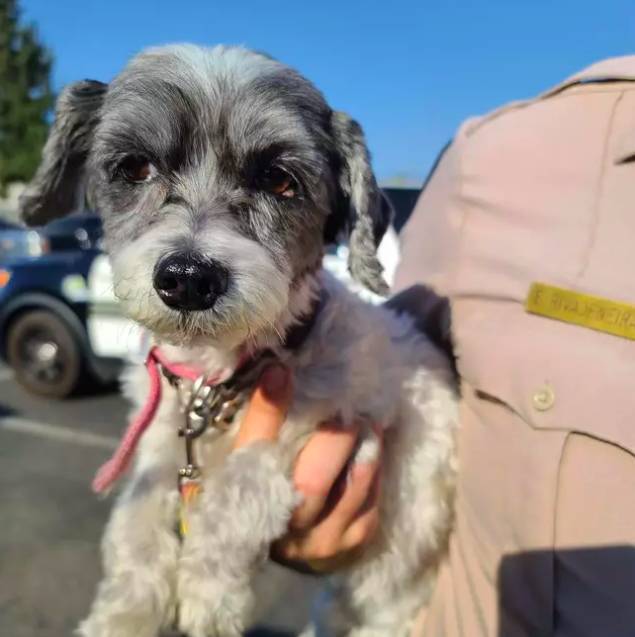 Poor Boomer was saved just in the nick of time (Credit: Riverside County Sheriff's Department)