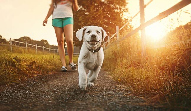 It's best to walk your dog in the mornings or evenings when it's cooler (Credit: Shutterstock)