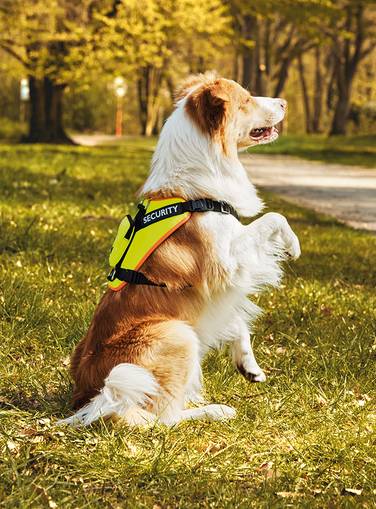 The Zoofari Reflective Dog Harness (£14.99) ensures your pooch never goes missing in the dark (Credit: Lidl)