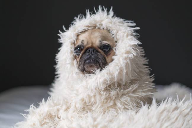 You can be as cosy as this cosy pug (Credit: Unsplash)