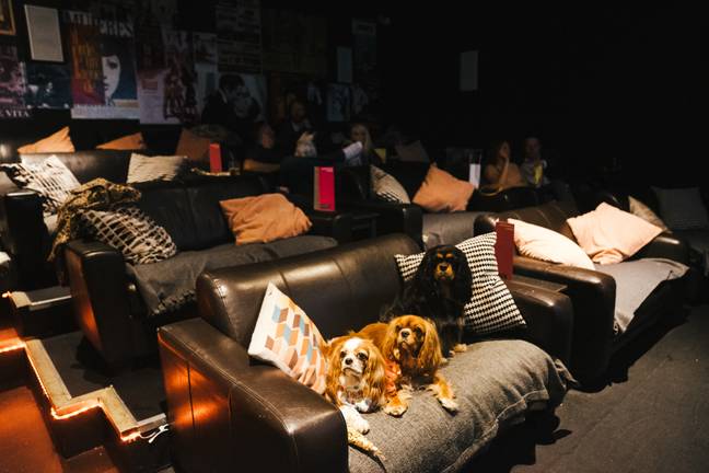The dogs are even allowed up on the sofa (Credit: Exhibit)