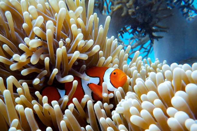 More than 50 per cent of the Great Barrier Reef's corals have died over the last 25 years (Credit: Unsplash)