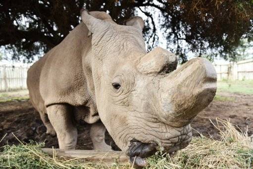 Sudan the last male northern white rhino died in March 2018. (Credit: PA)