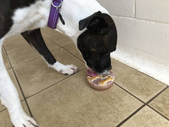 Miley, a black and white Staffordshire bull terrier, nibbles a frozen treat. Credit: RSPCA