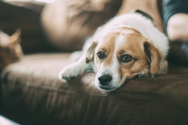 Spend quality time with your dog before you return to the office (Credit: Unsplash)