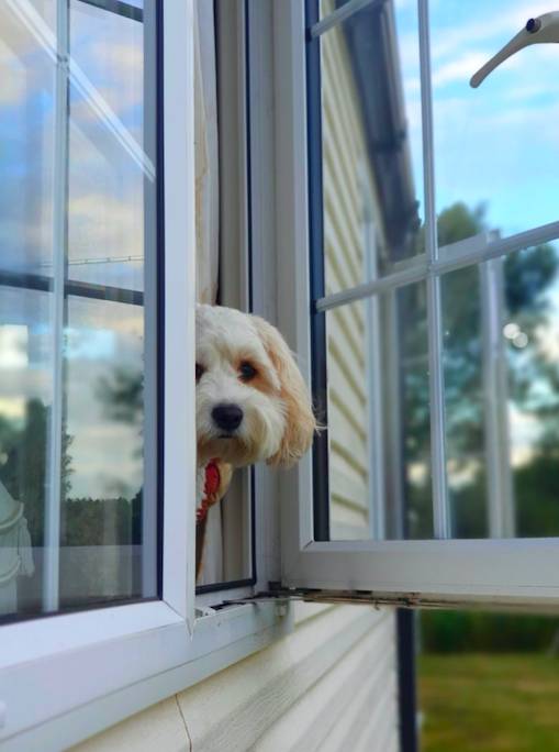 Does your pup love people watching? (Credit: Safestyle)