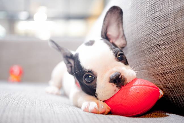 The vet revealed they had been forced to put a healthy pup to sleep (Credit: Shutterstock)