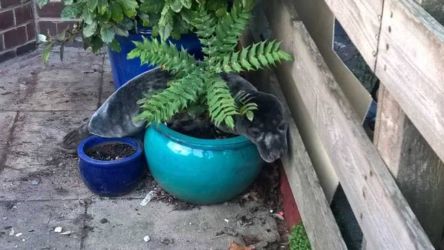 The pup was hidden on a plant pot. Credit: PA Images