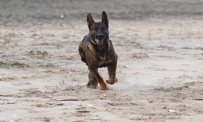 Kuno assisted his handler on a mission (Credit: PDSA)