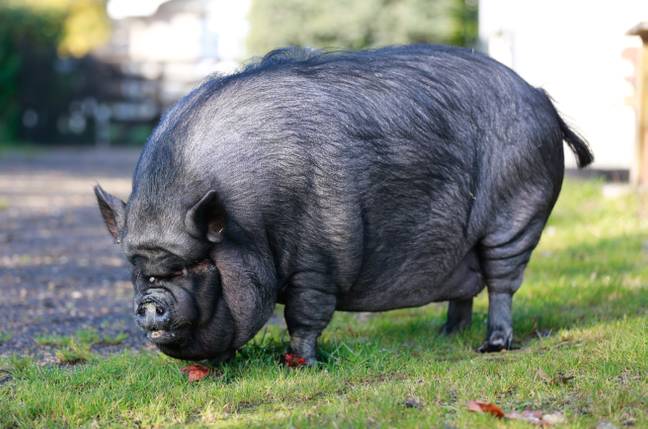Twiglet the pig weighed a whopping 30 stone when it was rescued by firefighters in September (Credit: SWNS)