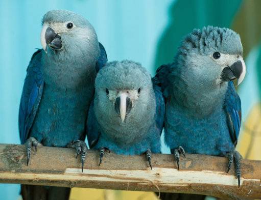 Around 60-80 Spix's Macaw's still live in captivity. (Credit: PA)