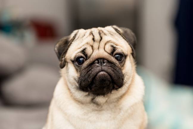 Pugs seem to falling out of fashion (Credit: Shutterstock)